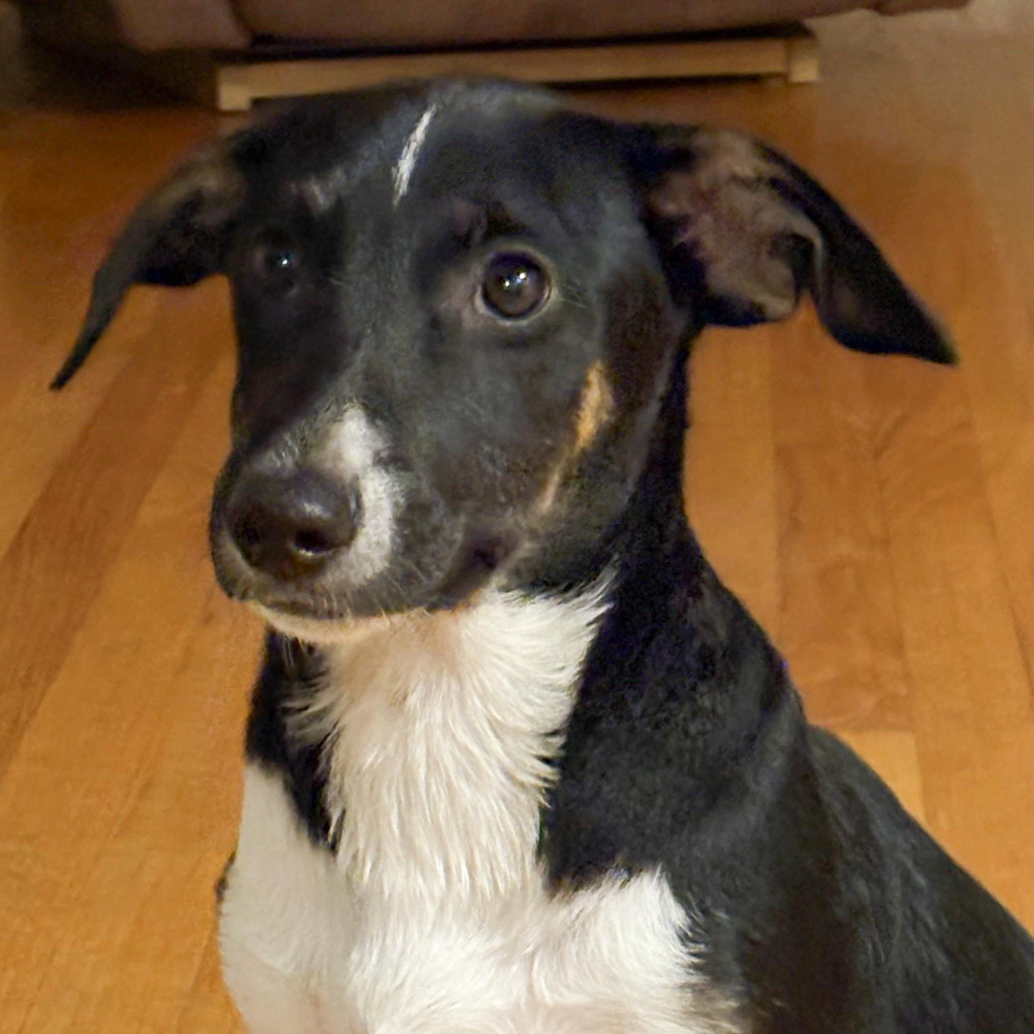 Van Halen, a Adoptable mixed breed in Albany, NY image 1/6