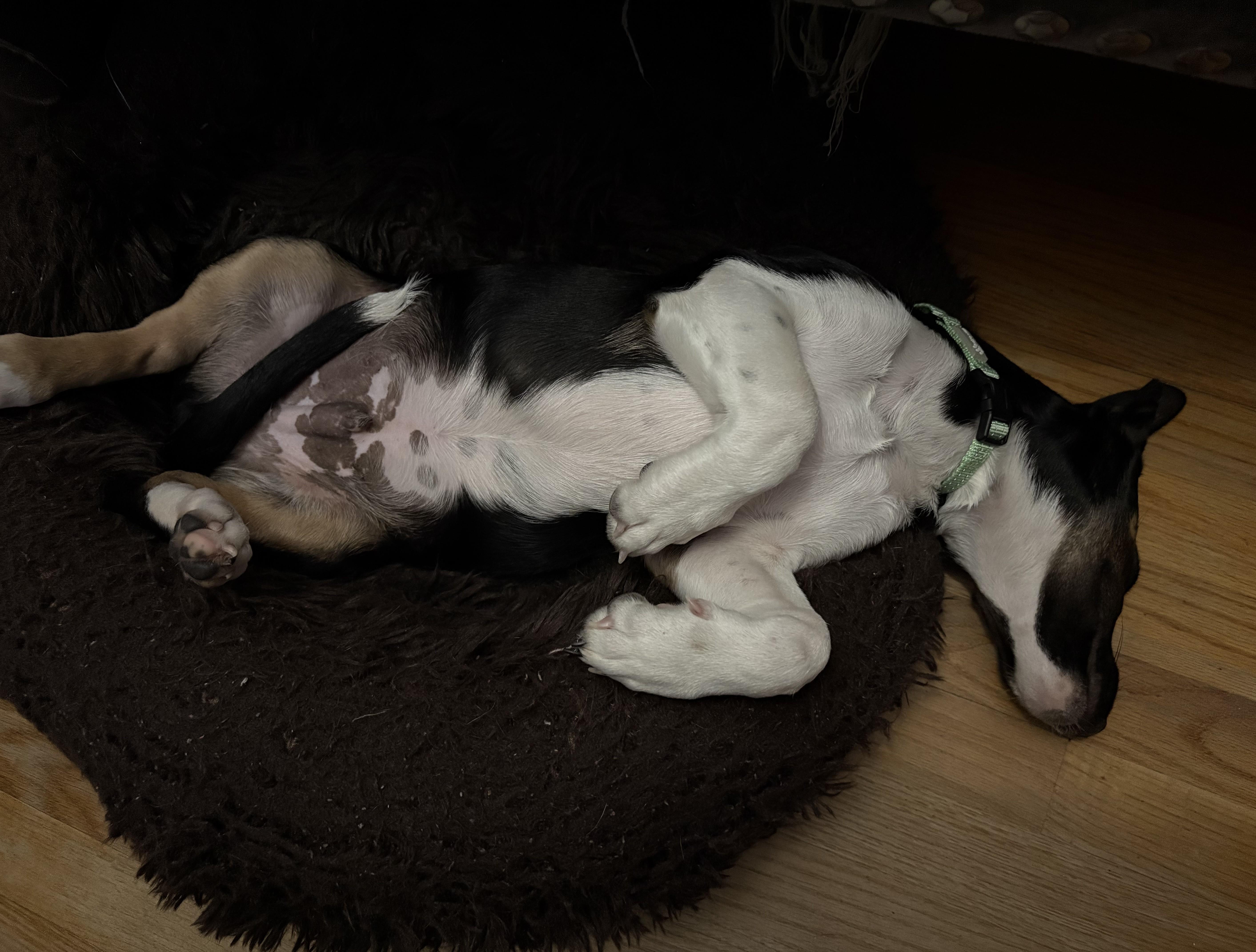 Van Halen, a Adoptable mixed breed in Albany, NY image 4/6