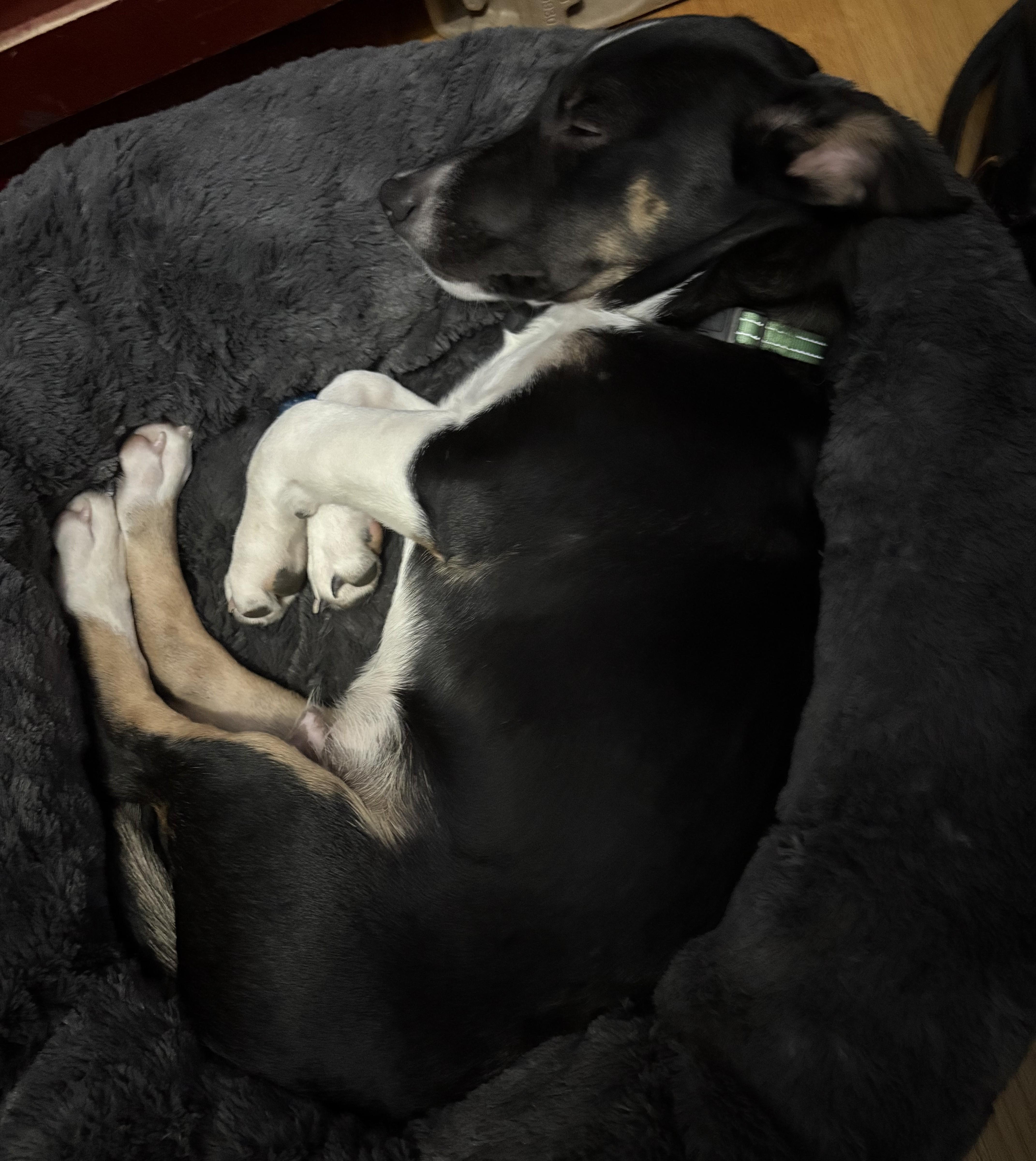 Van Halen, a Adoptable mixed breed in Albany, NY image 5/6