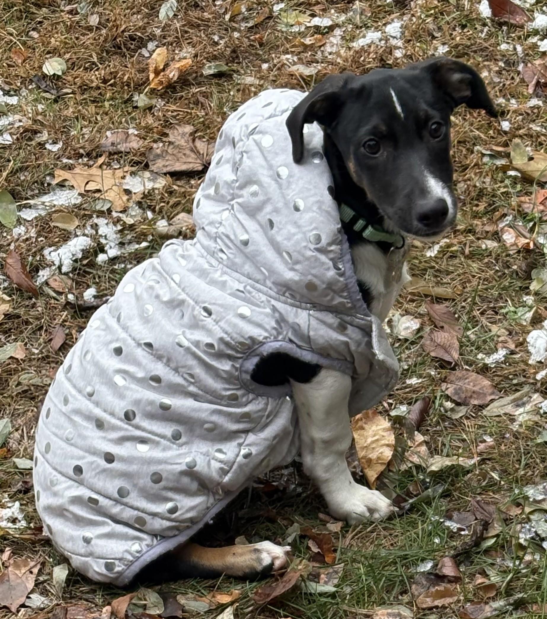 Van Halen, a Adoptable mixed breed in Albany, NY image 6/6