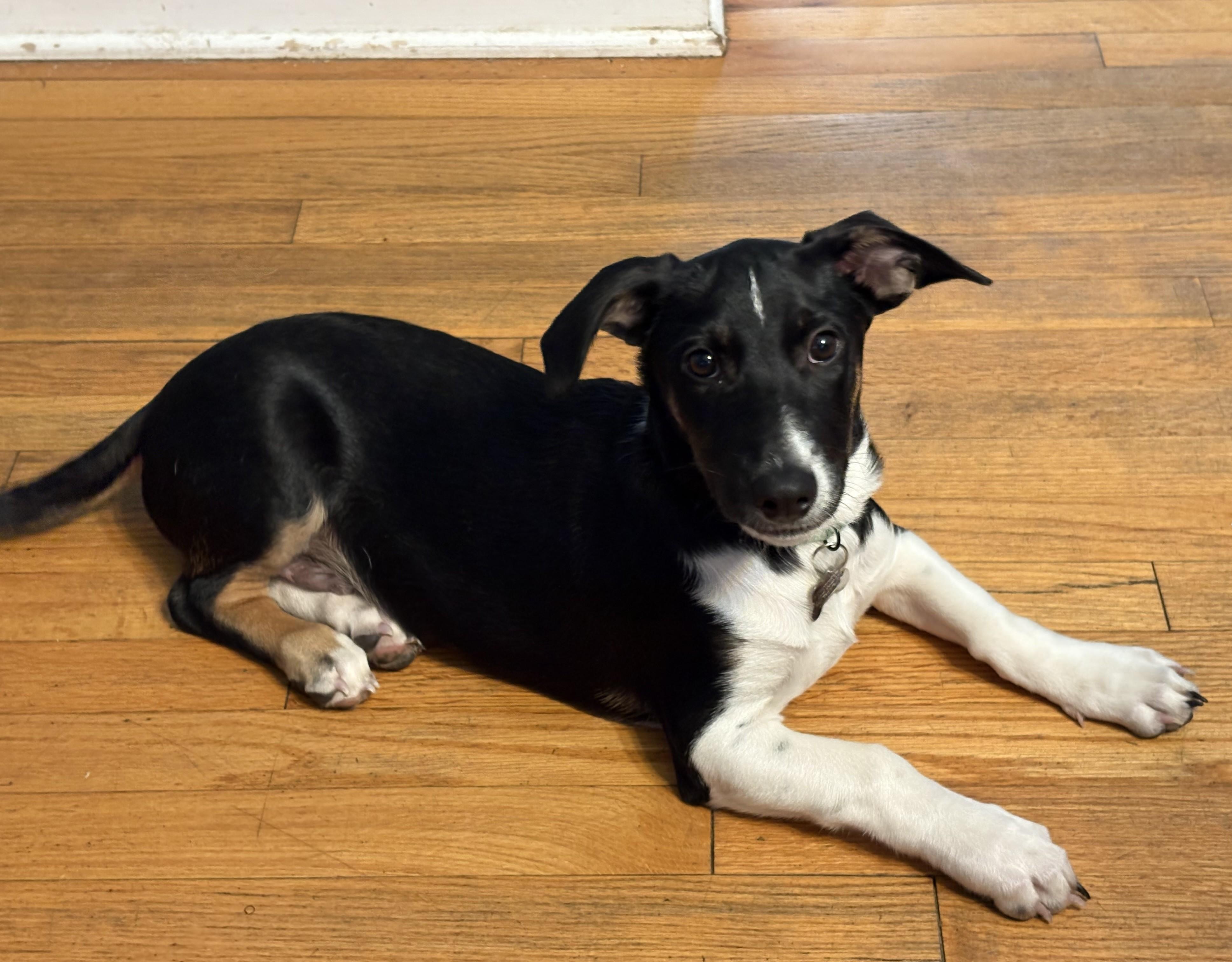 Van Halen, a Adoptable mixed breed in Albany, NY image 3/6