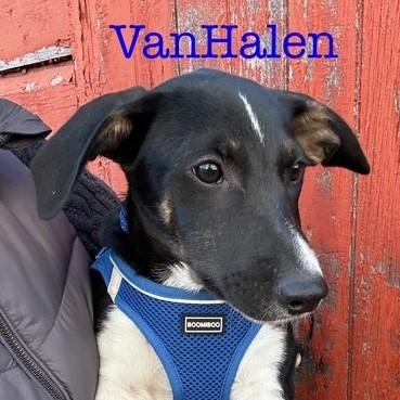 Van Halen, a Adoptable mixed breed in Albany, NY image 2/6