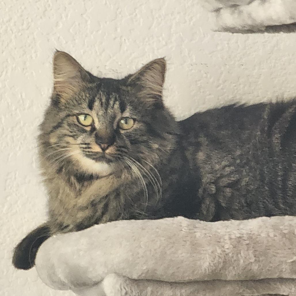 Tonks, Adoptable, Adult Female Domestic Medium Hair.