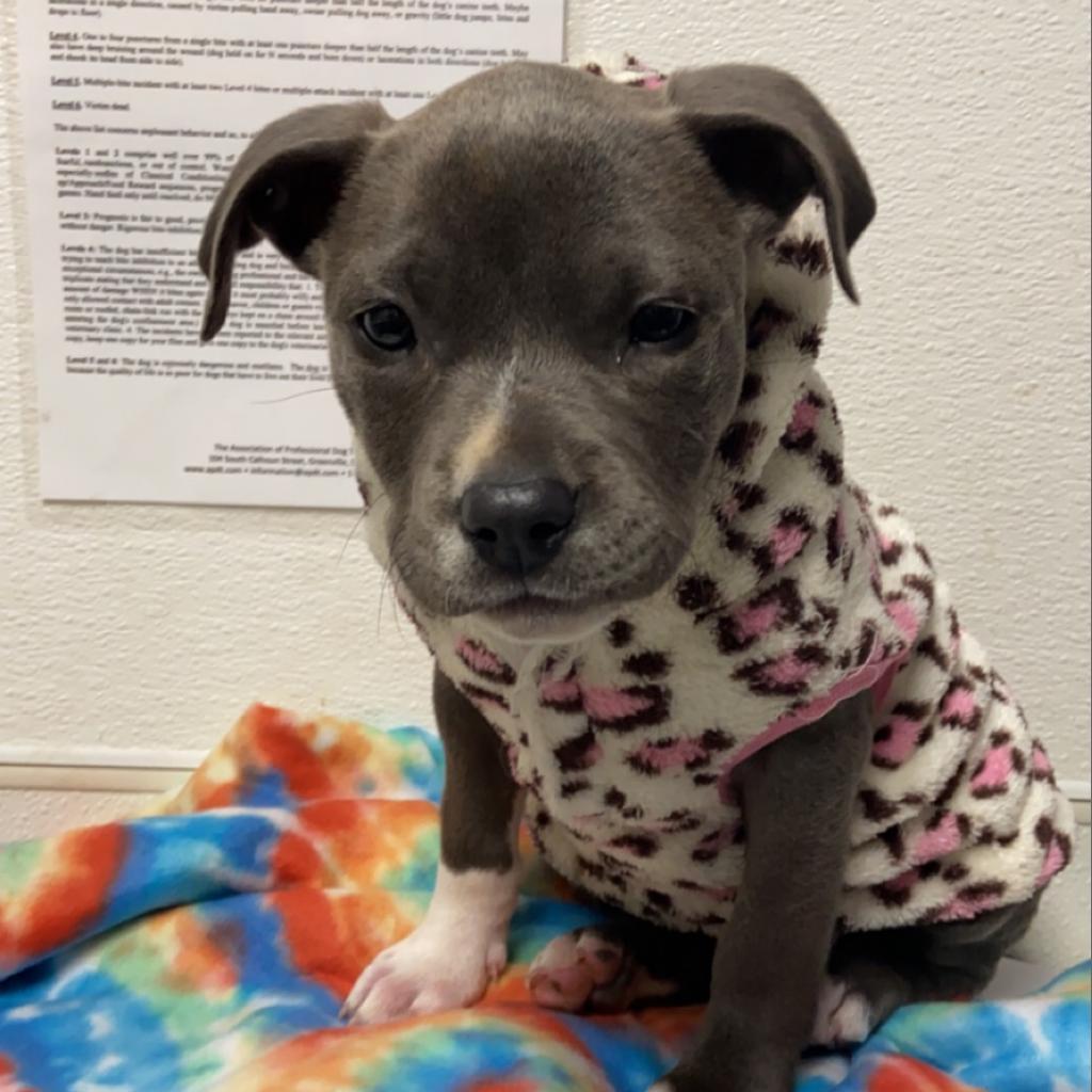 Nila - was Farrah, Adoptable, Adult Female Mixed Breed.