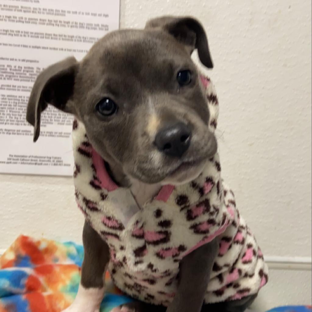 Enlarge Nila - was Farrah, a Adoptable Mixed Breed in Columbiana, AL image 3/4