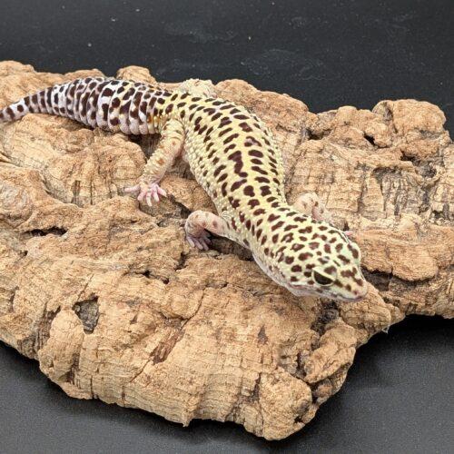 Baruh, Adult Male unknown