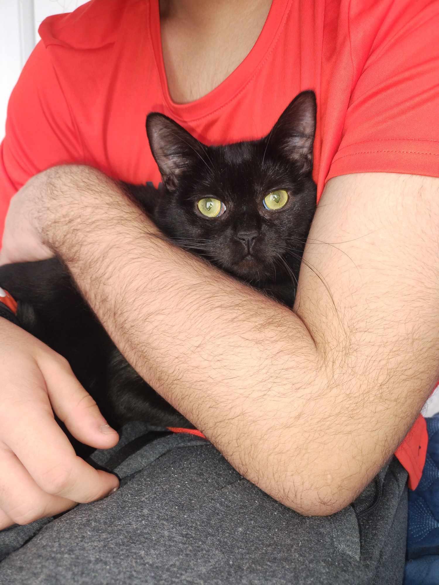 Kovu, an adoptable Domestic Short Hair in Terrebonne, QC, J6Y 1H9 | Photo Image 4