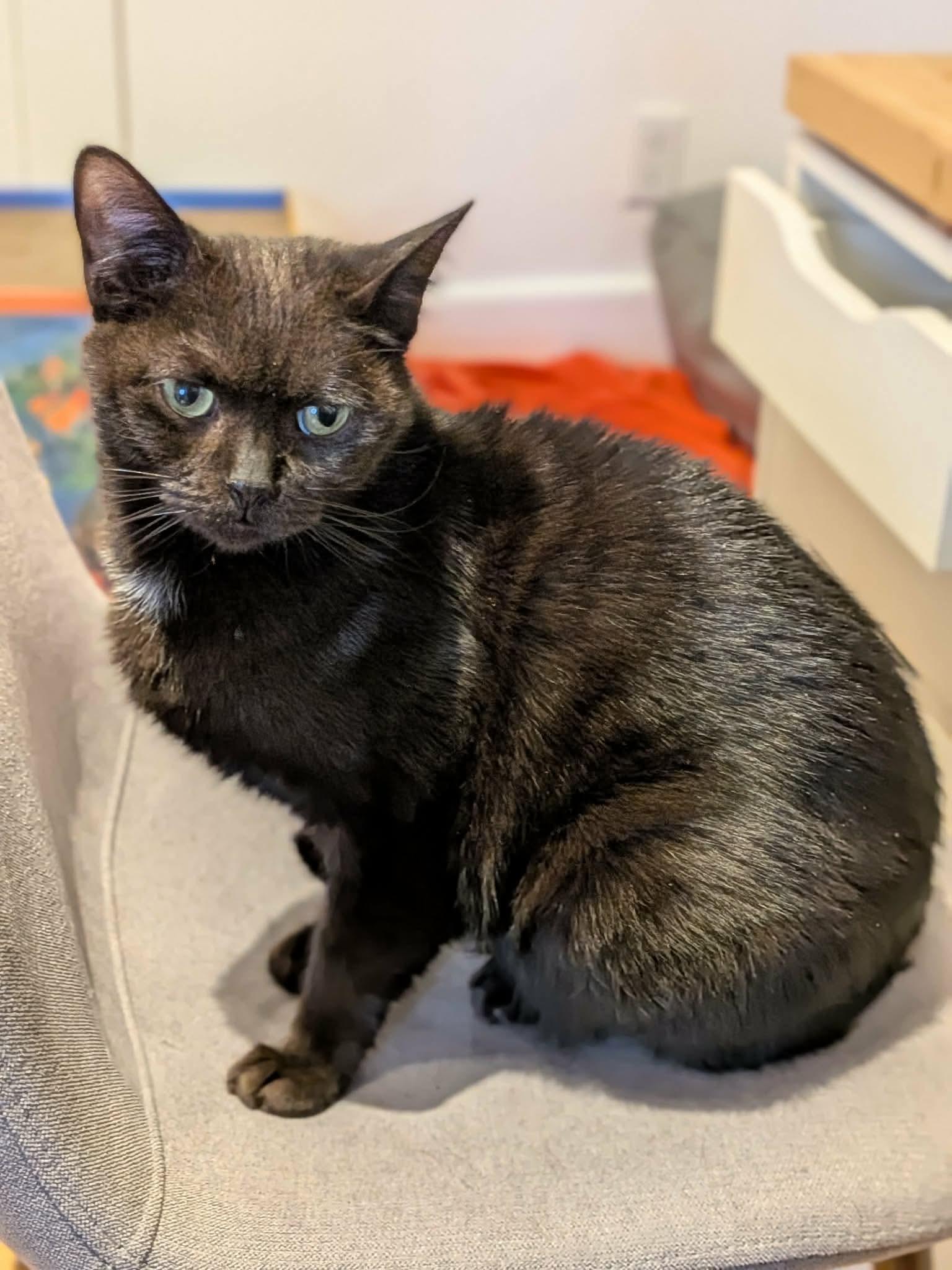 Enlarge Kovu, an adoptable Domestic Short Hair in Terrebonne, QC image 1/6