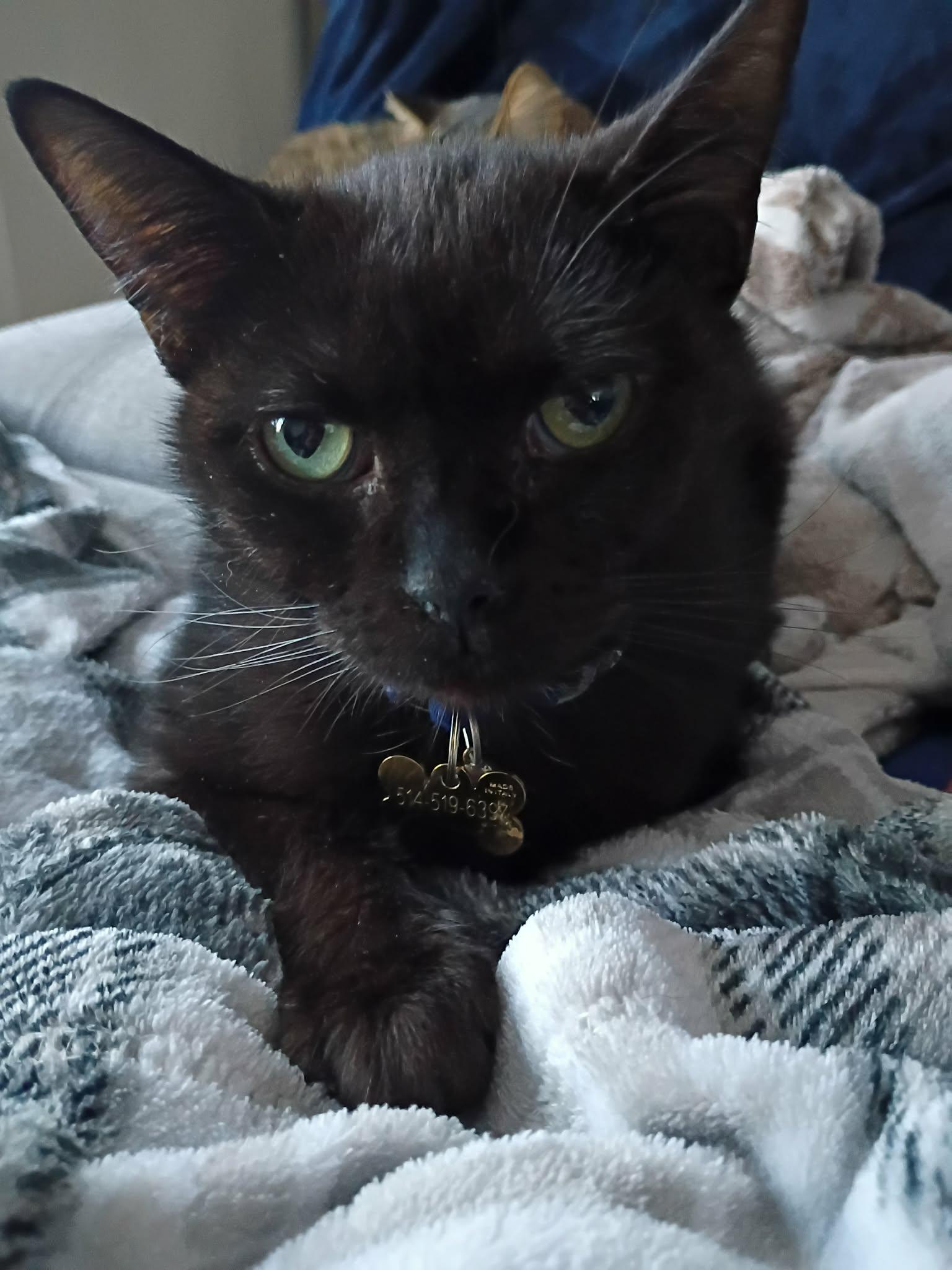 Kovu, Adoptable, Adult Male Domestic Short Hair.