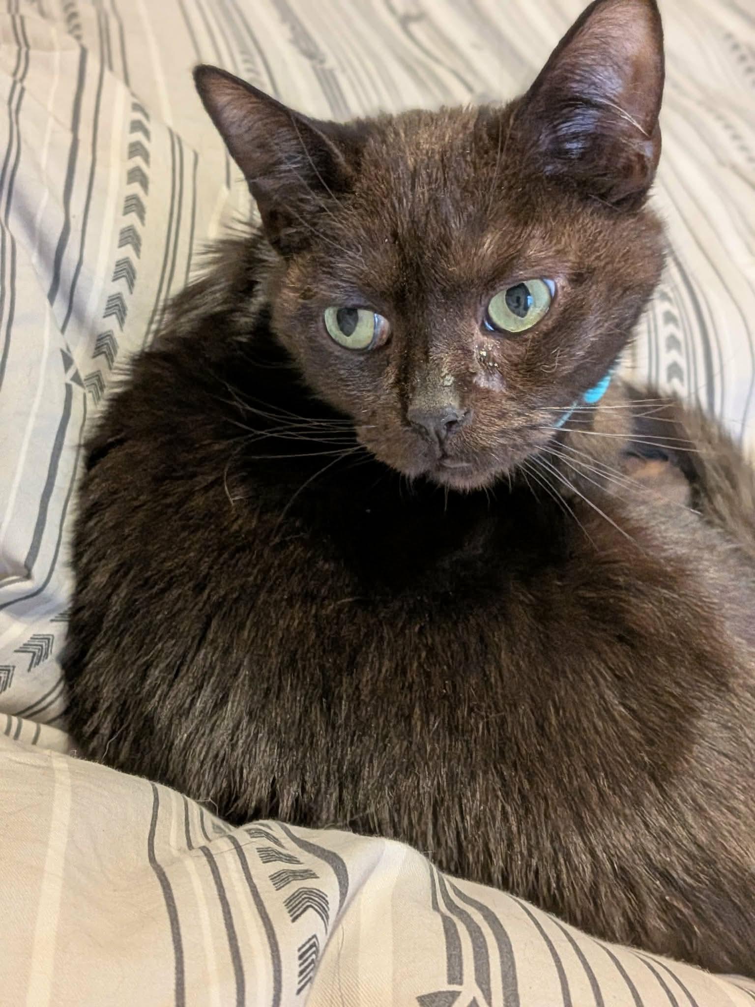 Enlarge Kovu, an adoptable Domestic Short Hair in Terrebonne, QC image 5/6