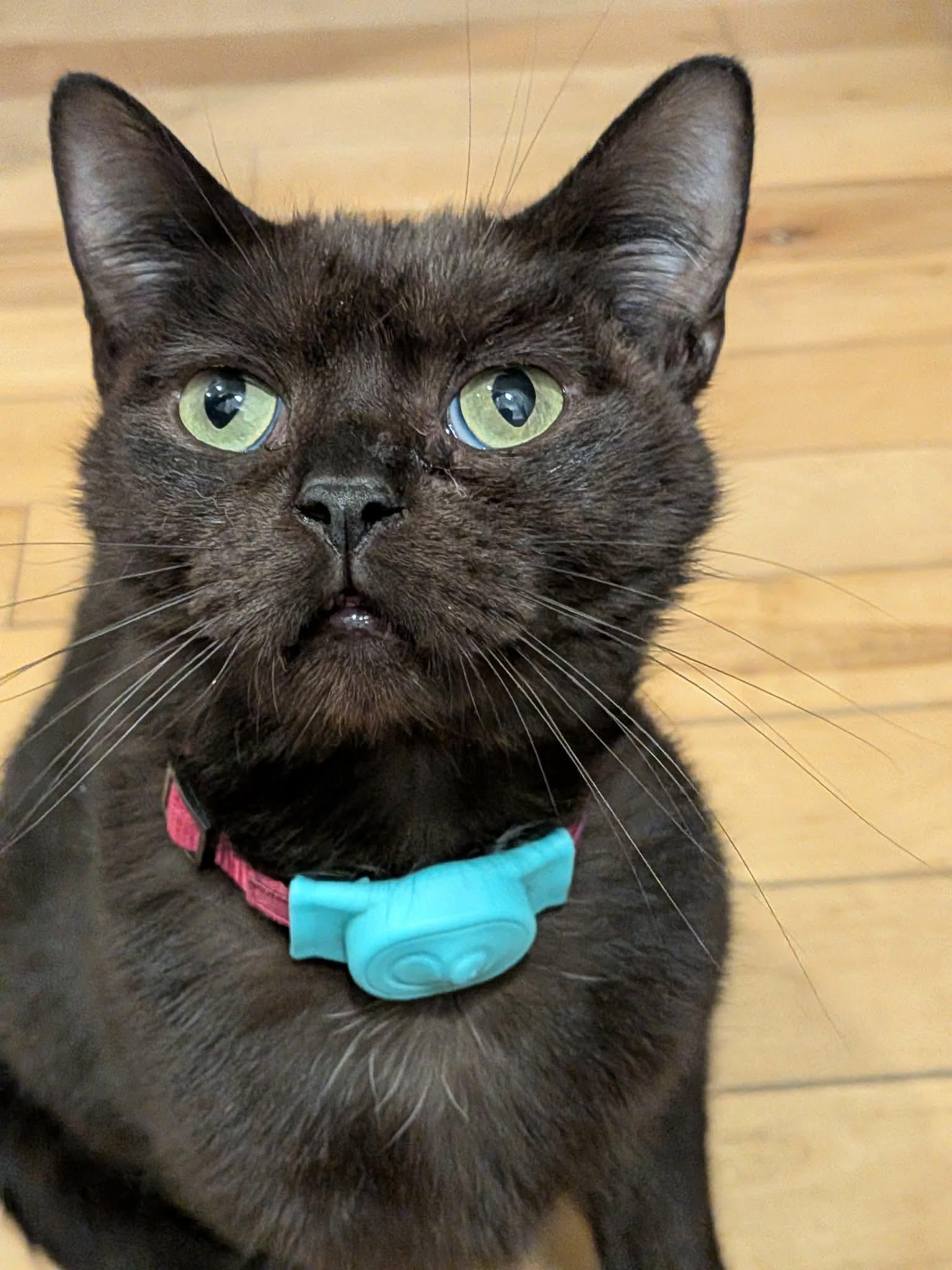 Enlarge Kovu, an adoptable Domestic Short Hair in Terrebonne, QC image 3/6