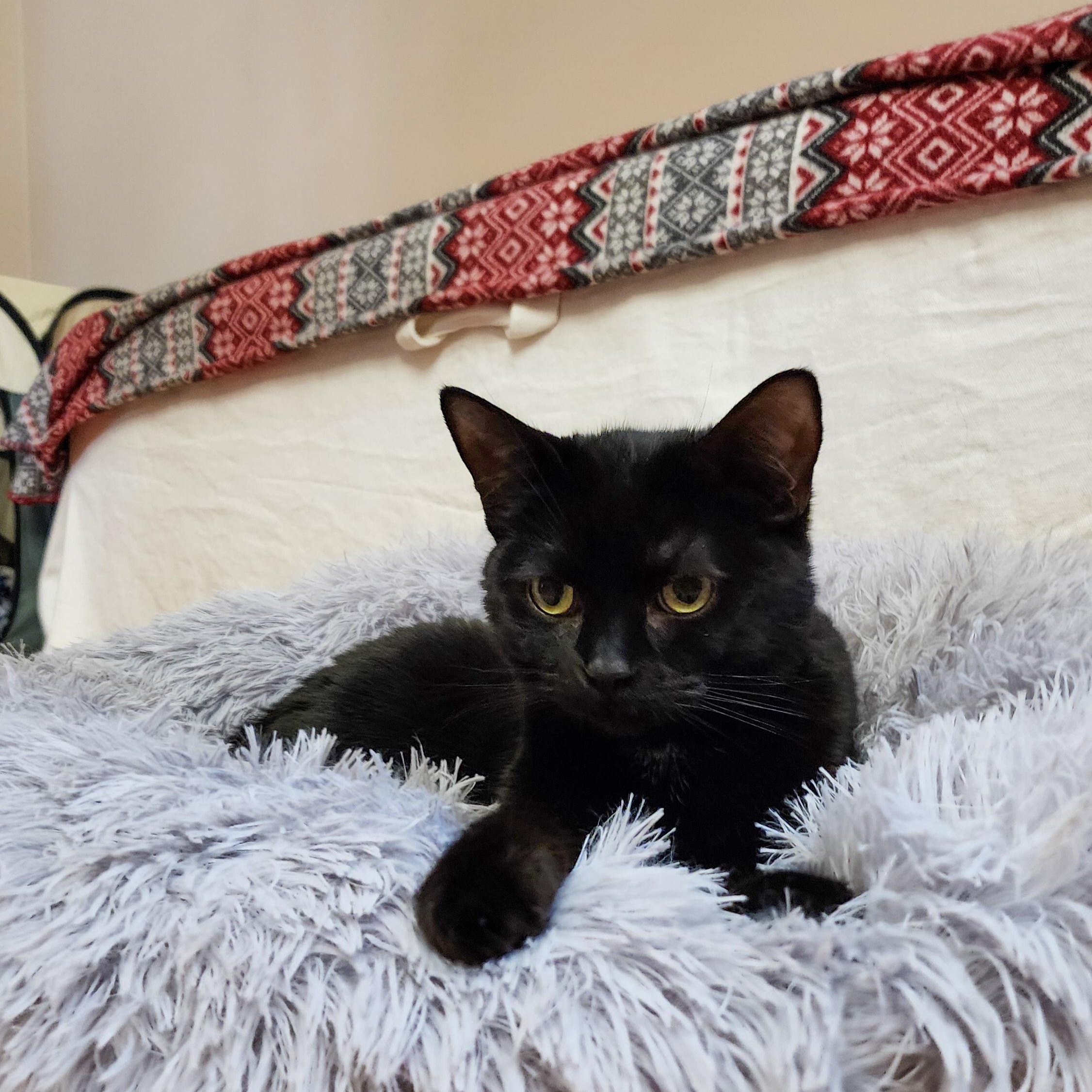 Enlarge Kovu, a Adoptable Domestic Short Hair in Terrebonne, QC image 2/6