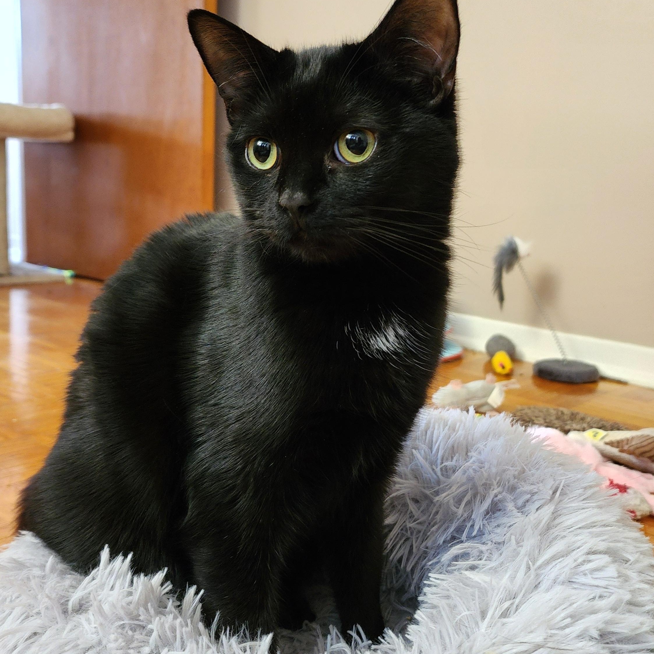 Enlarge Kovu, a Adoptable Domestic Short Hair in Terrebonne, QC image 1/6