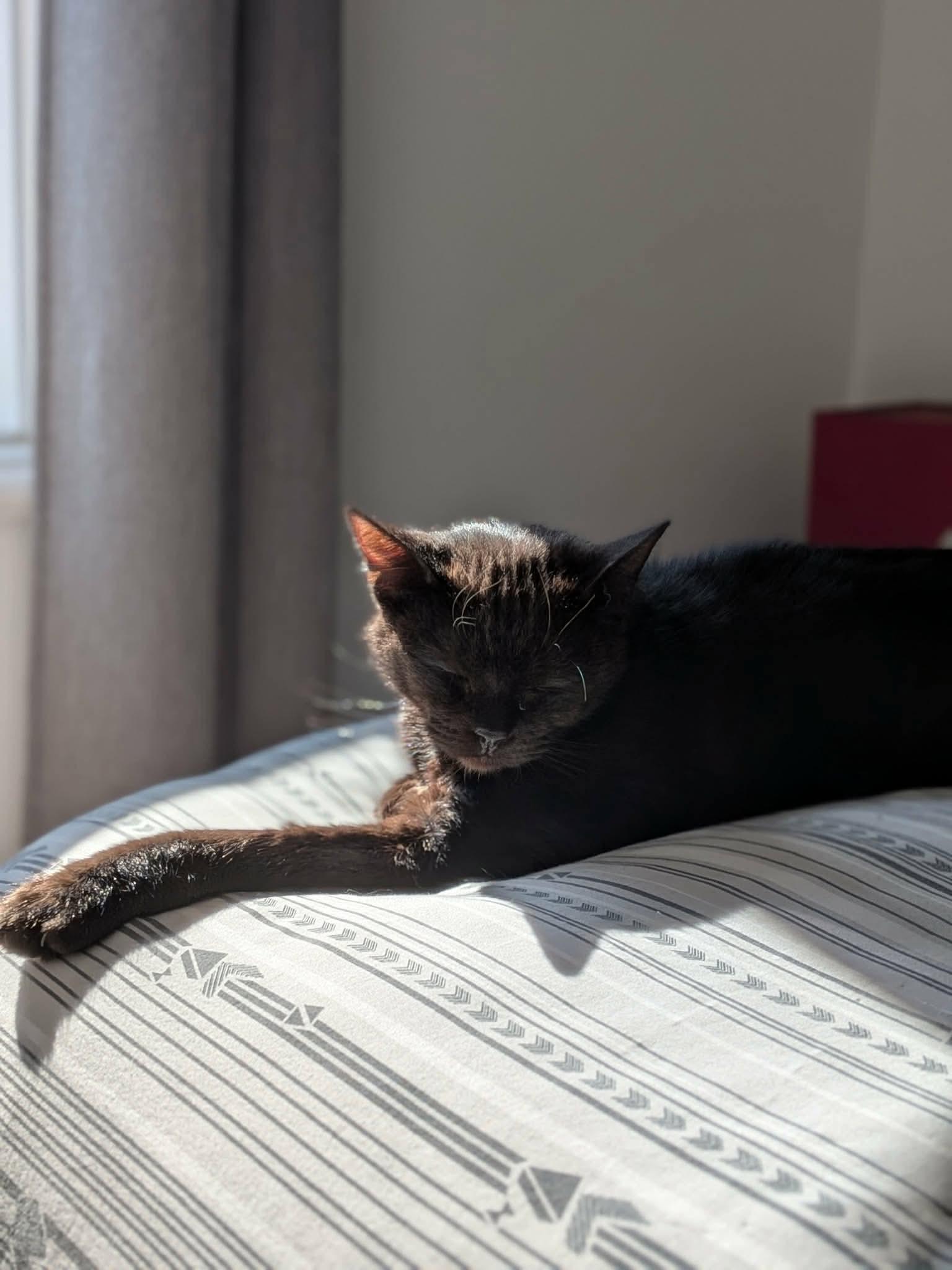 Enlarge Kovu, an adoptable Domestic Short Hair in Terrebonne, QC image 2/6