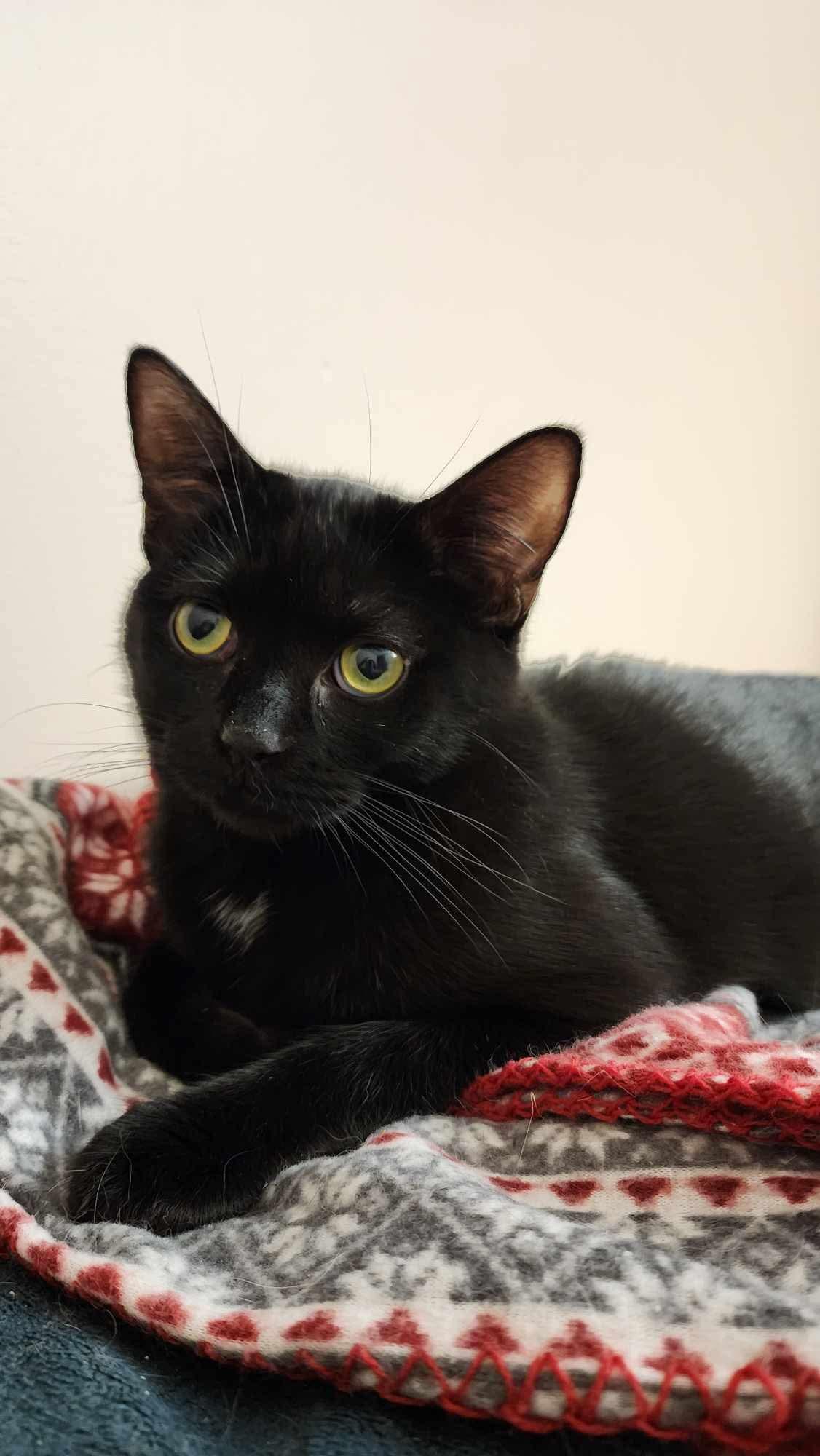 Enlarge Kovu, a Adoptable Domestic Short Hair in Terrebonne, QC image 3/6