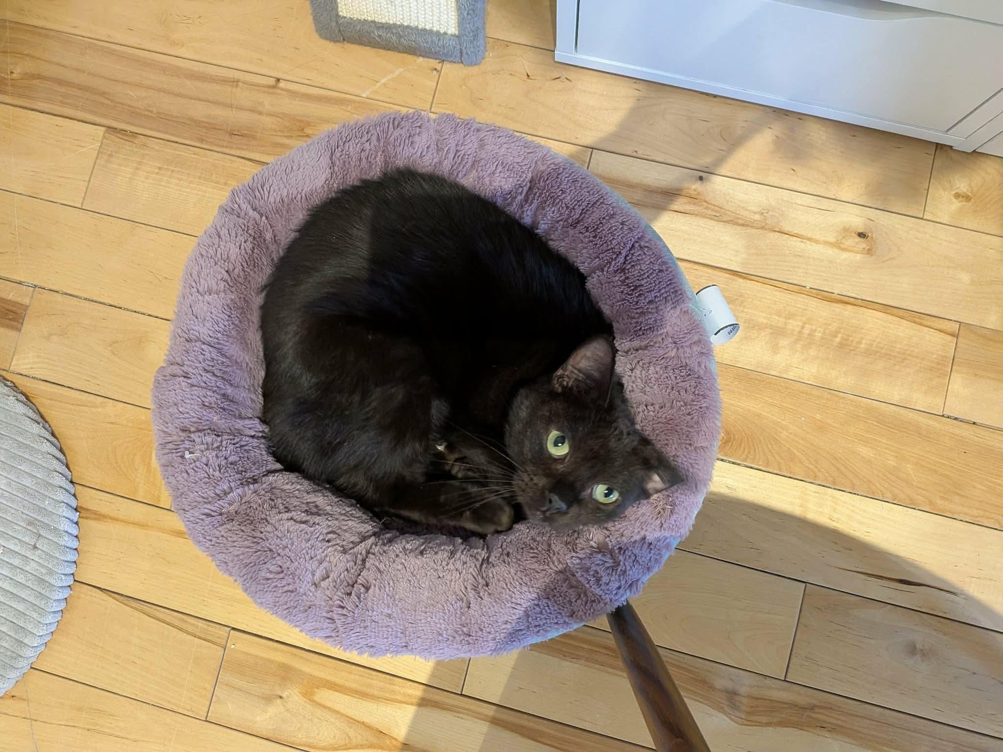 Enlarge Kovu, an adoptable Domestic Short Hair in Terrebonne, QC image 4/6