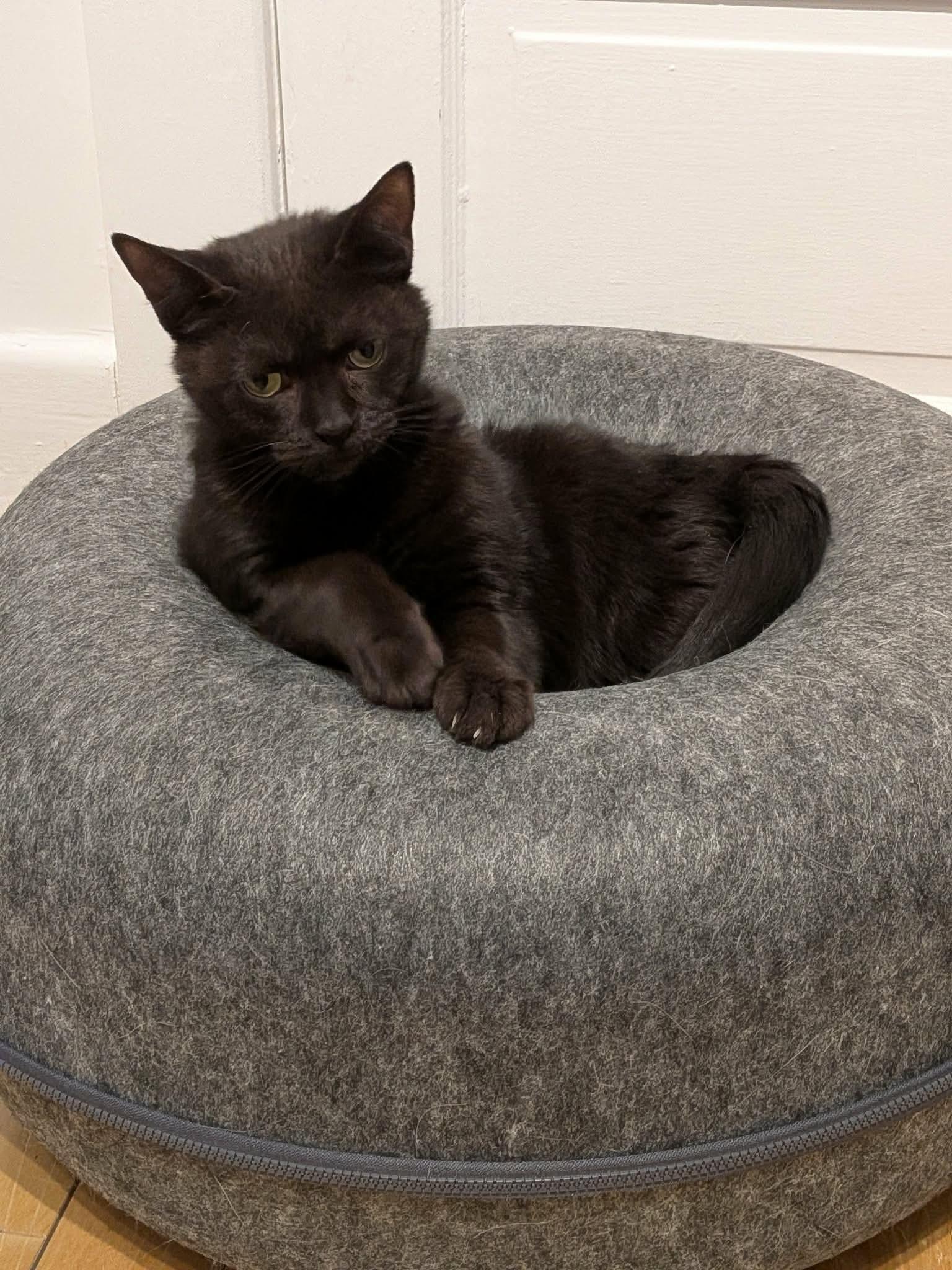 Enlarge Kovu, an adoptable Domestic Short Hair in Terrebonne, QC image 6/6