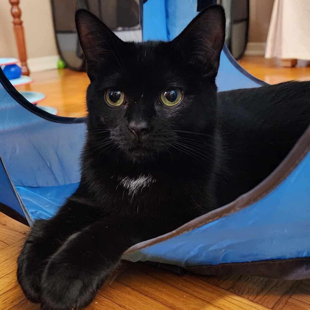 Enlarge Kovu, a Adoptable Domestic Short Hair in Terrebonne, QC image 6/6