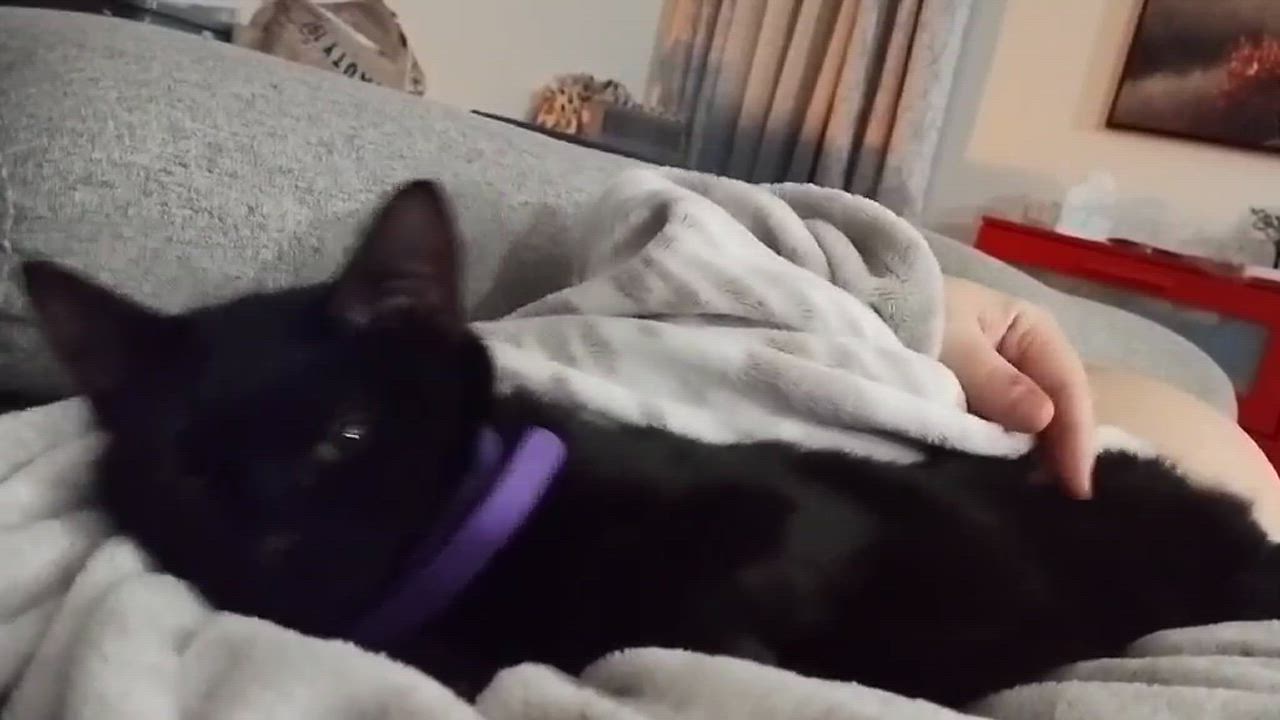 Enlarge Kovu, a Adoptable Domestic Short Hair in Terrebonne, QC video 5/6