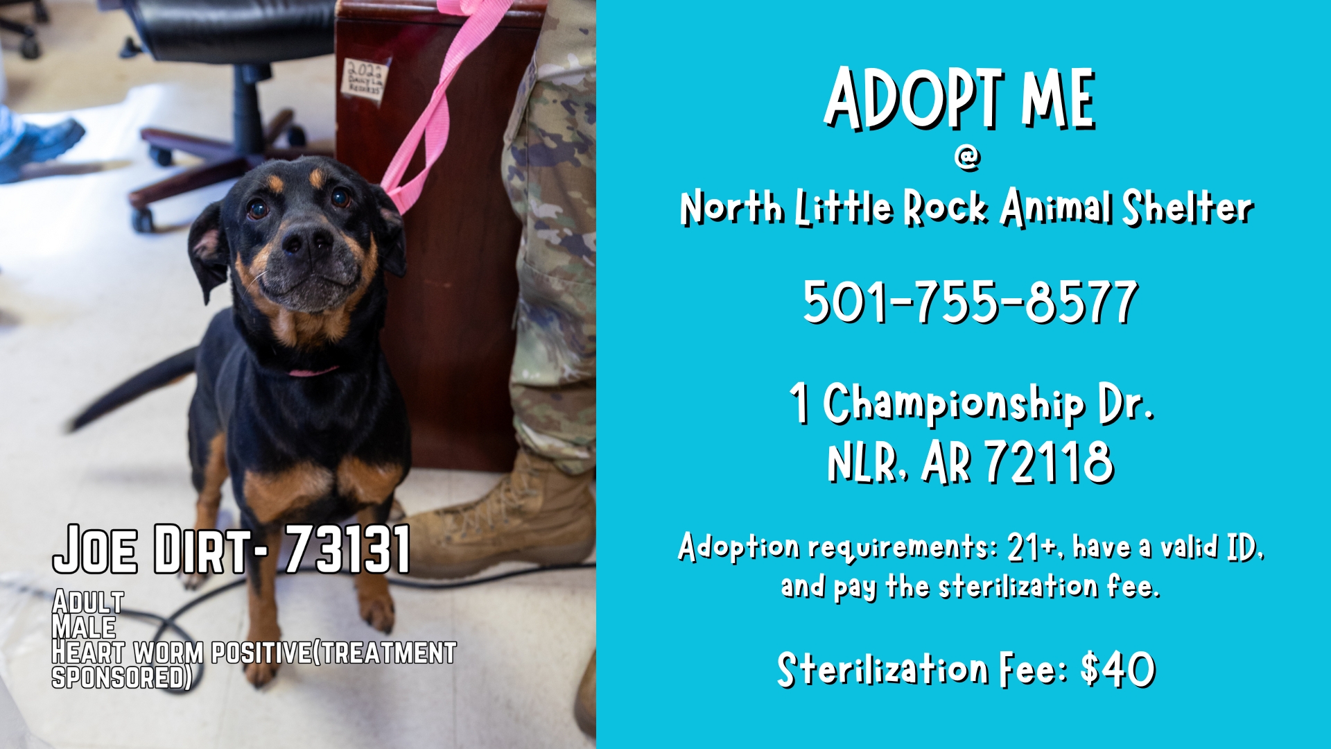 Joe Dirt-73131, an adopted Rottweiler in North Little Rock, AR_image-1