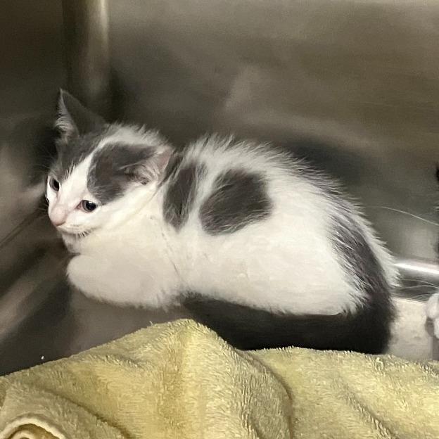 Enlarge Gambit, a Adoptable Domestic Short Hair in Geneseo, IL image 1/1