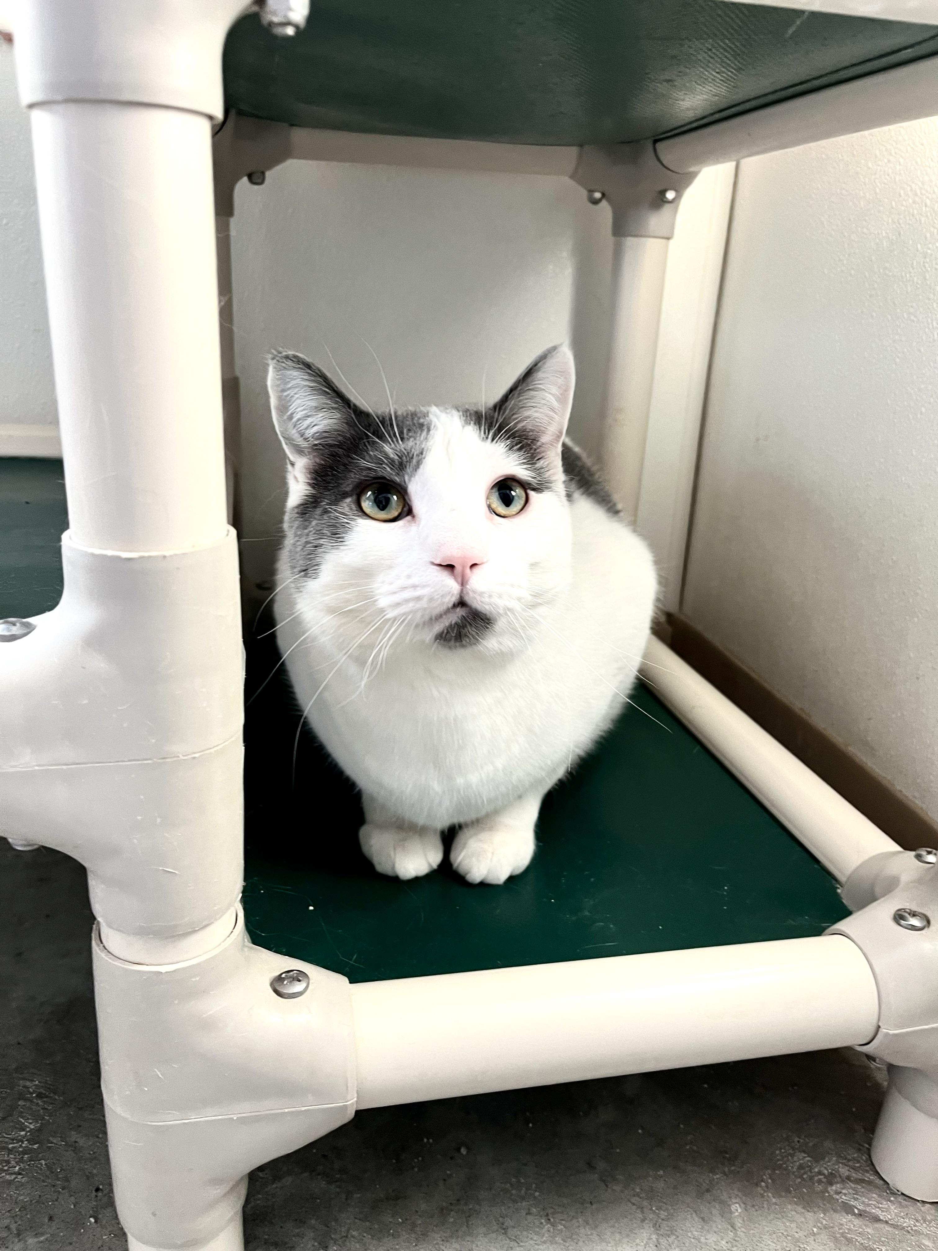 Gambit, Adoptable, Adult Male Domestic Short Hair.