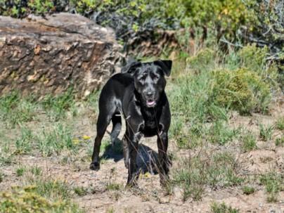 Enlarge YONAKA, a Adoptable Mixed Breed in Santa Fe, NM image 1/2