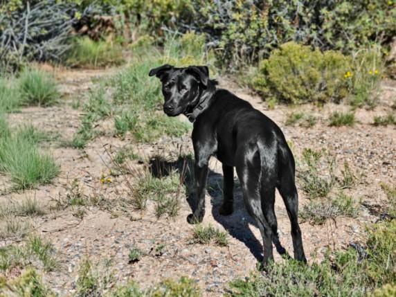 Enlarge YONAKA, a Adoptable Mixed Breed in Santa Fe, NM image 2/2