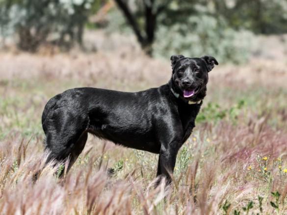 Enlarge YONAKA, a Adoptable Mixed Breed in Santa Fe, NM image 1/1