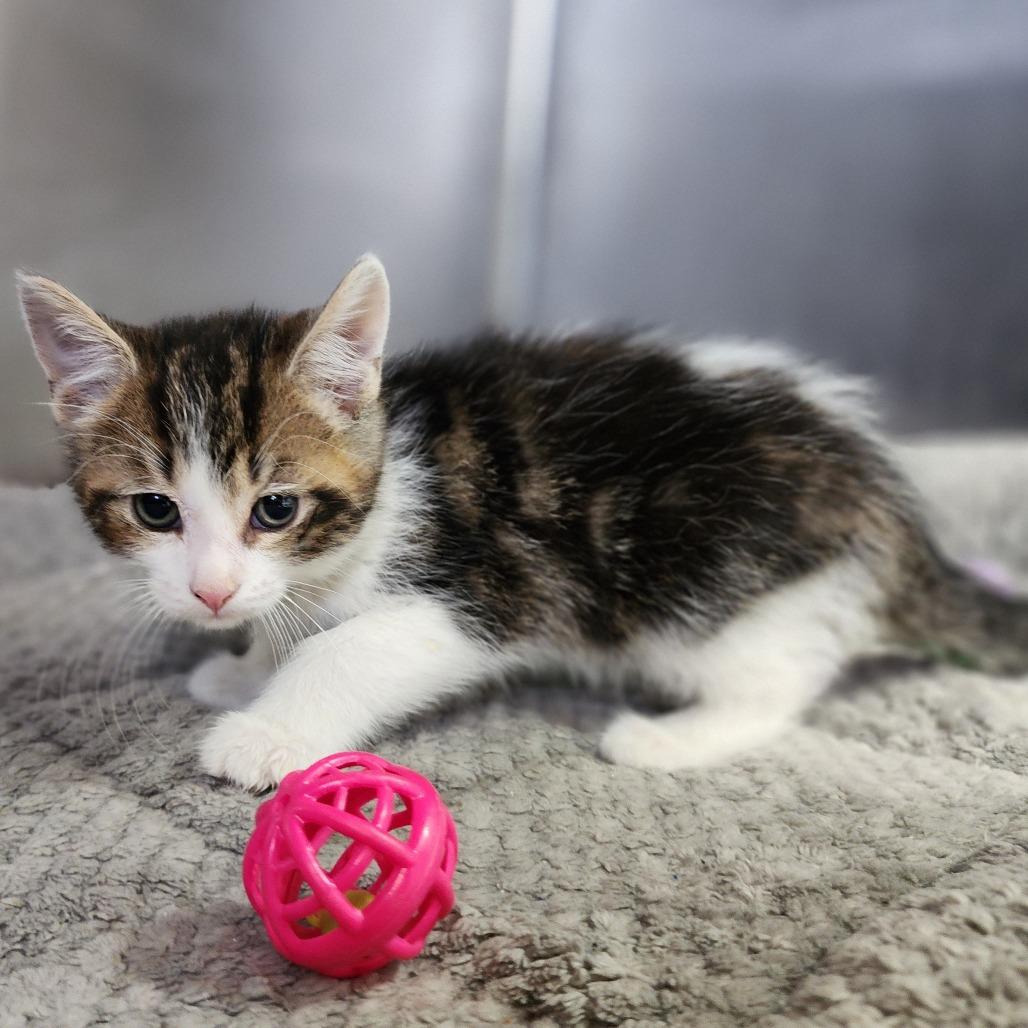 Liam, Adoptable, Kitten Male Domestic Short Hair.