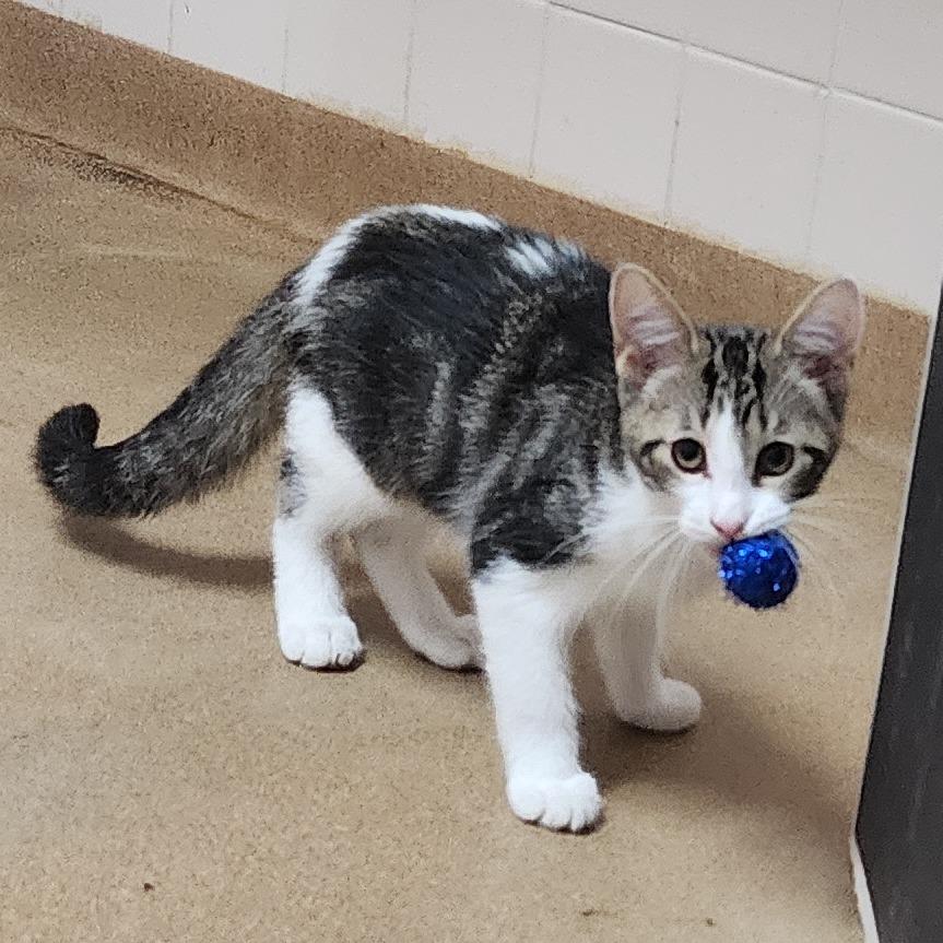 Enlarge Liam, a Adoptable Domestic Short Hair in Dixon, IL image 2/2