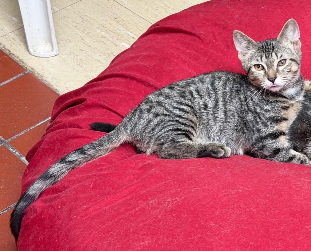 Enlarge Freedom, a Adoptable mixed breed in Port Jervis, NY image 2/2
