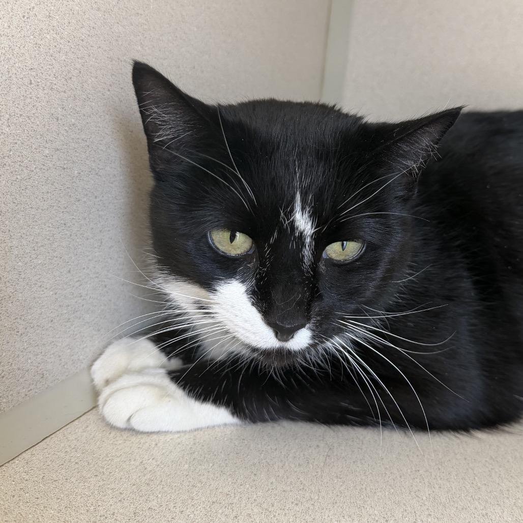 Kevina, Adoptable, Adult Female Domestic Short Hair.