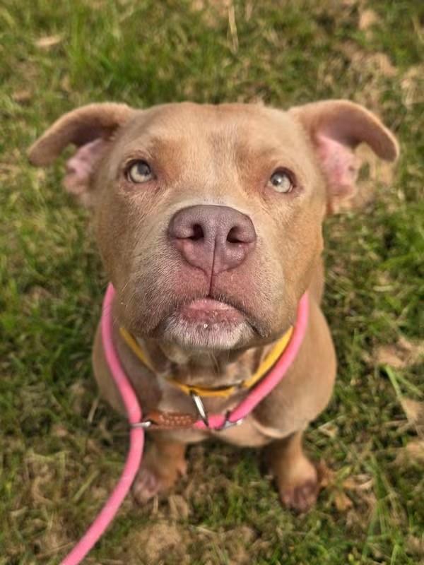 Enlarge Willow, a Adopted Pit Bull Terrier in Edison, NJ image 1/1