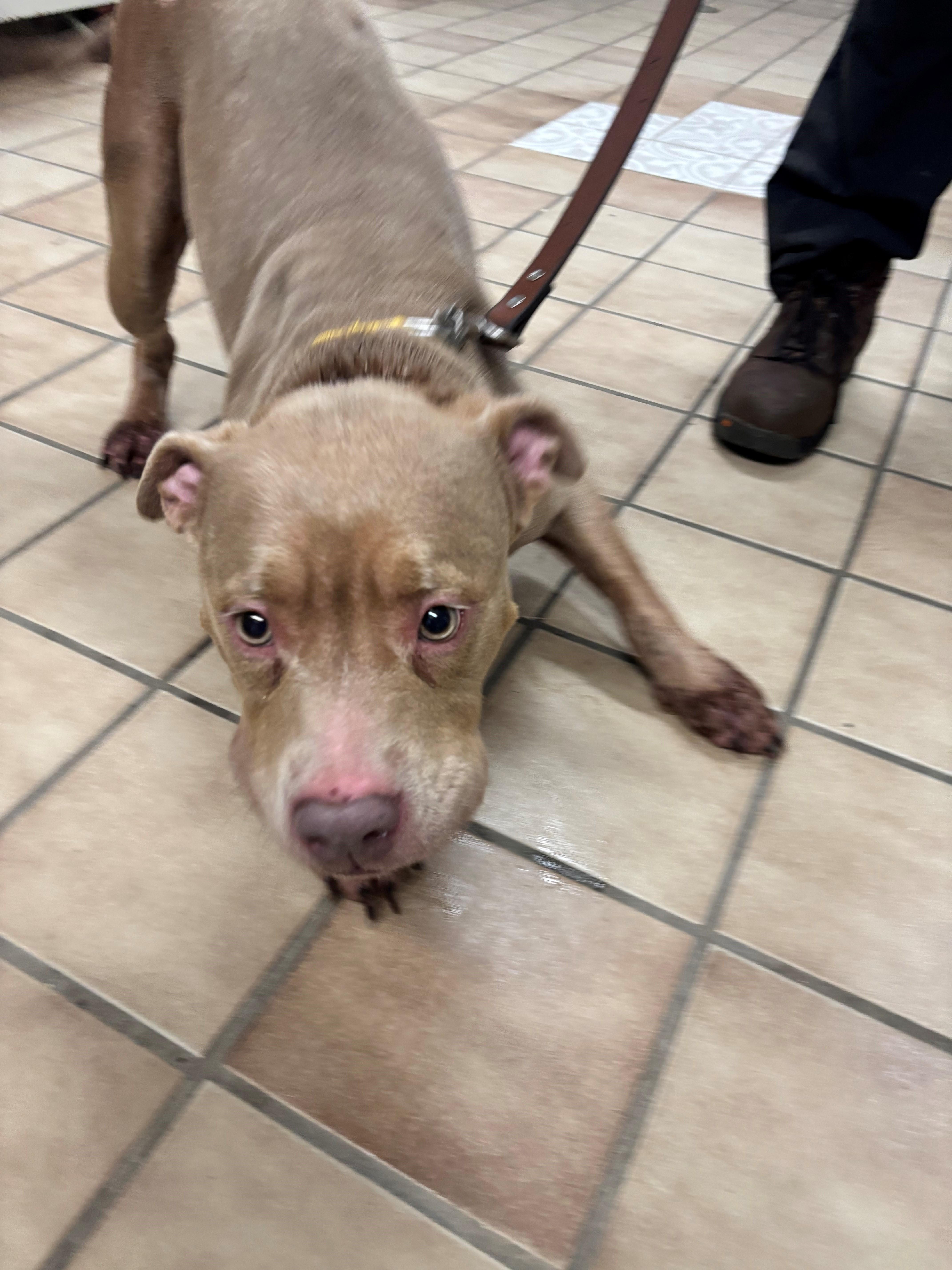 Enlarge Willow, a Adoptable Pit Bull Terrier in Edison, NJ image 2/2
