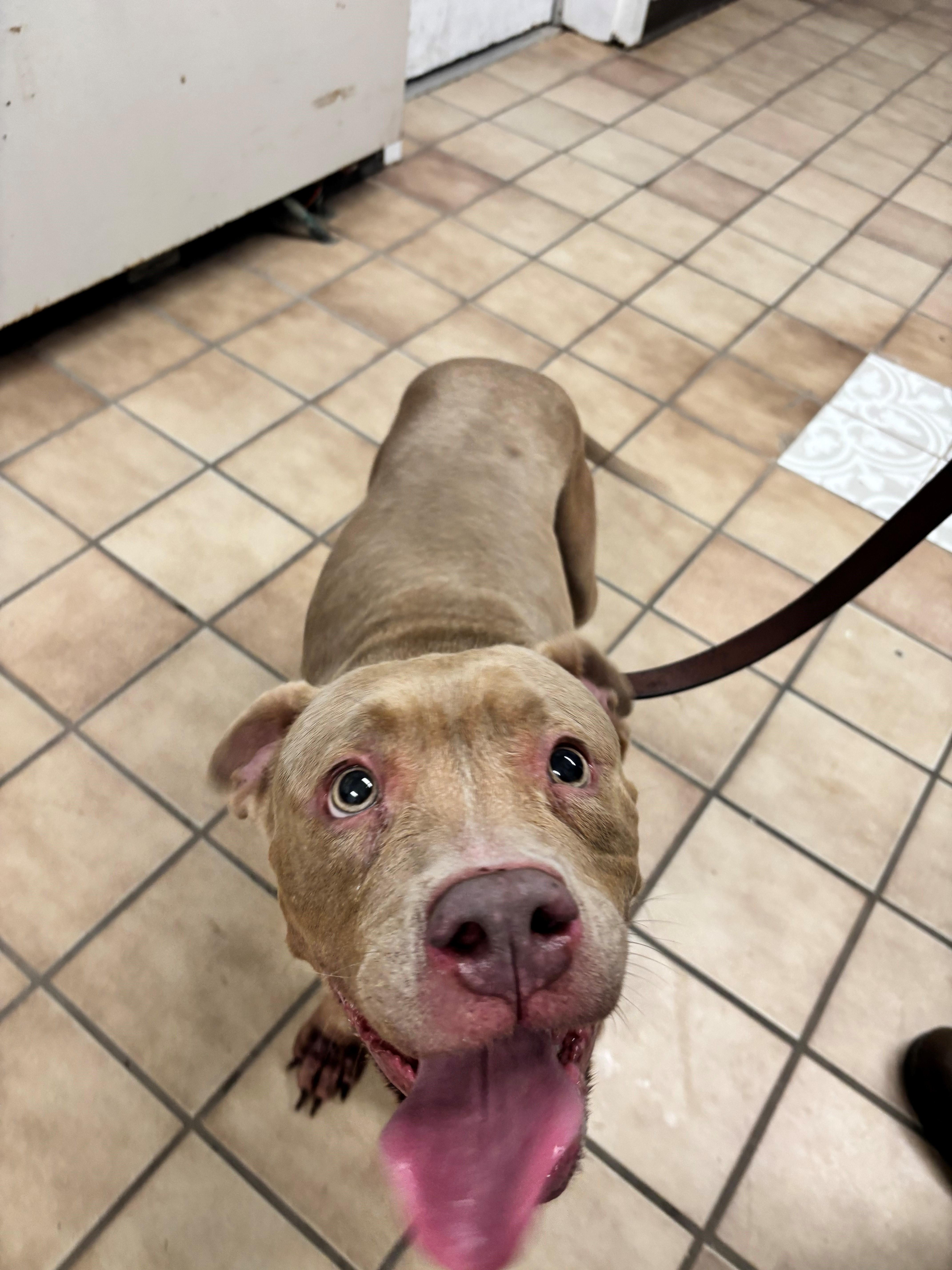 Enlarge Willow, a Adoptable Pit Bull Terrier in Edison, NJ image 1/2