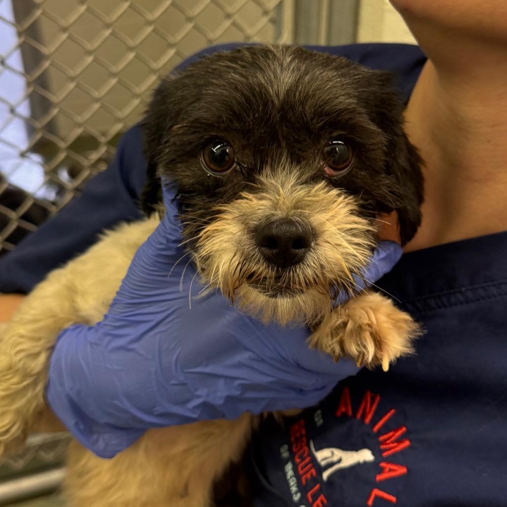 Enlarge Sky, a Adoptable Shih Tzu in Birdsboro, PA image 1/3