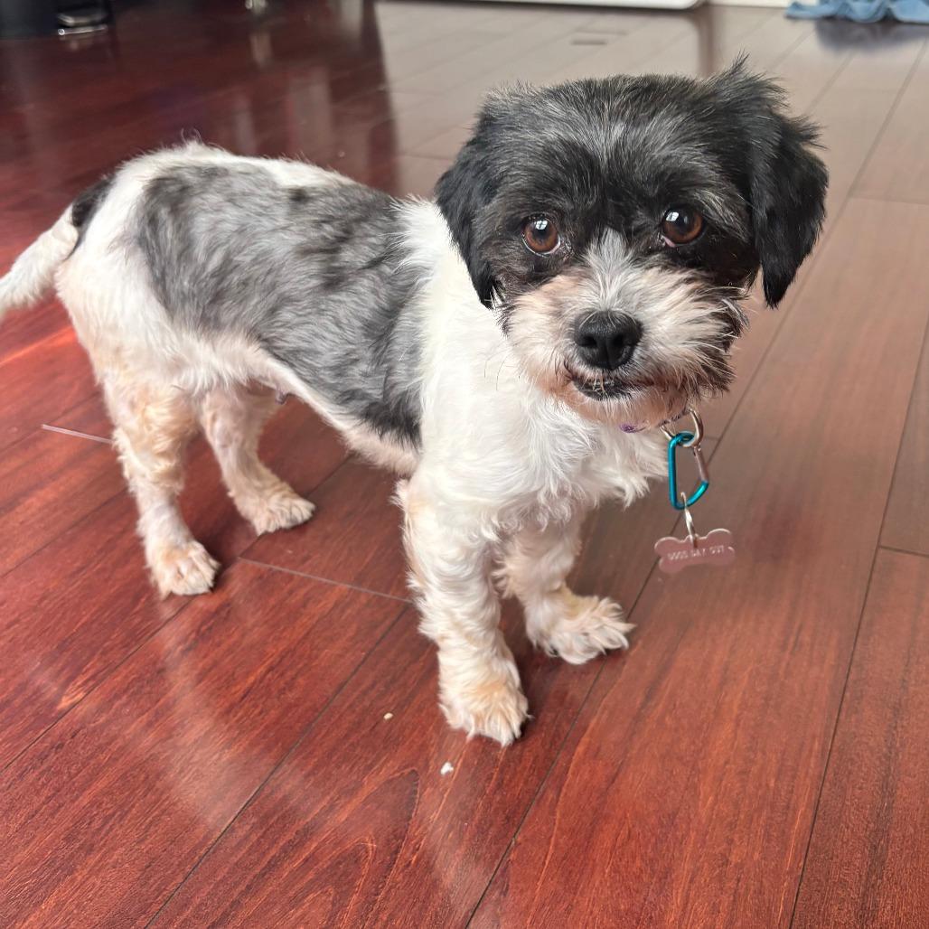 Enlarge Sky, a Adoptable Shih Tzu in Birdsboro, PA image 2/3