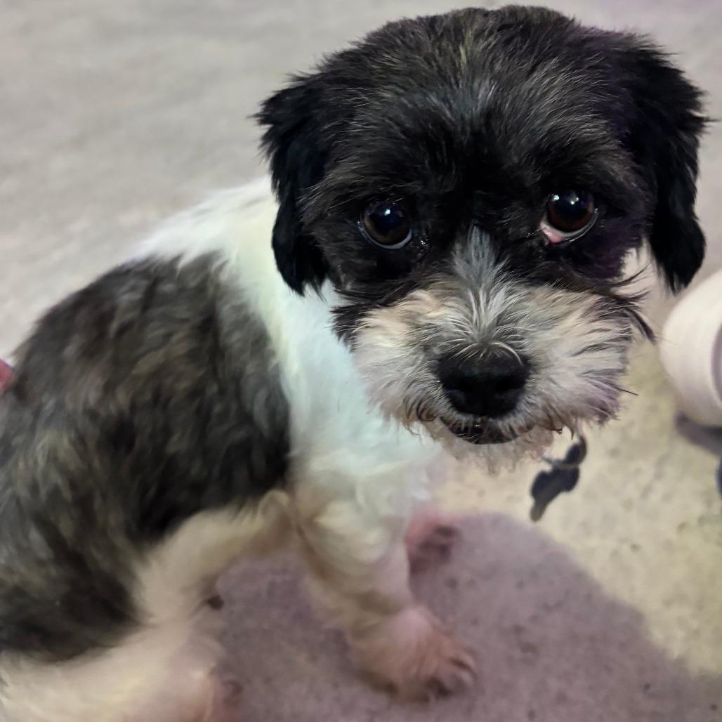 Enlarge Sky, a Adoptable Shih Tzu in Birdsboro, PA image 3/3