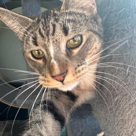 Rory, Adoptable, Kitten Female Domestic Short Hair.