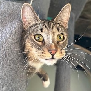 Rory, a Adoptable Domestic Short Hair in Franklinville, NJ image 2/3