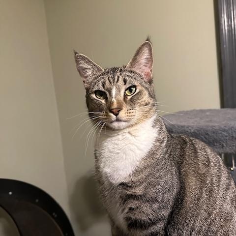 Rory, a Adoptable Domestic Short Hair in Franklinville, NJ image 3/3