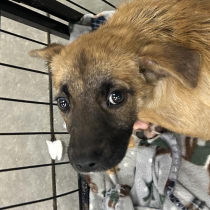 Marsha, Adoptable, Puppy Female Spaniel & Mixed Breed.