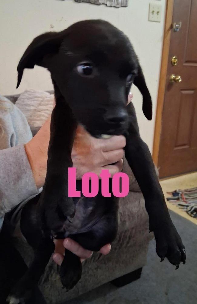 Loto, Adoptable, Puppy Female Labrador Retriever & Shepherd.