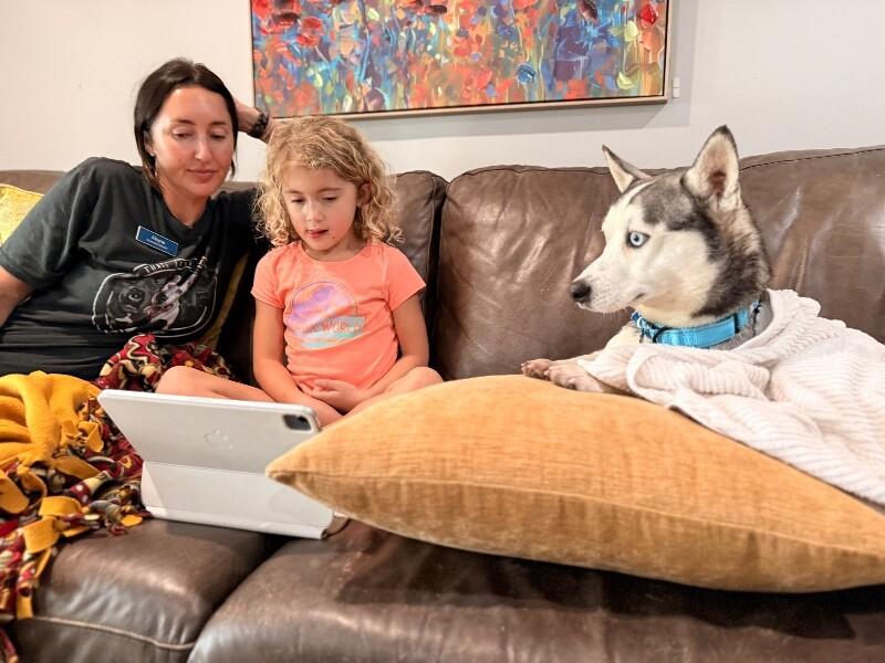 Bean Sprout the 30 lb Adorable Mini Husky — thumbnail 2