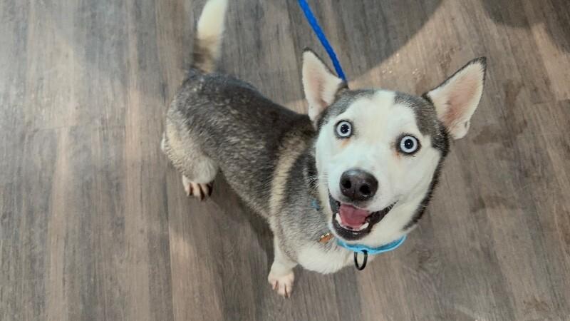 Bean Sprout the 30 lb Adorable Mini Husky — thumbnail 3