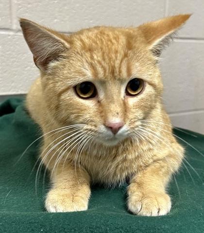 Johnny Utah, a Adoptable mixed breed in New Albany, IN image 1/3