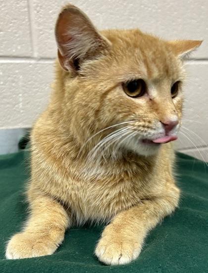 Johnny Utah, a Adoptable mixed breed in New Albany, IN image 3/3