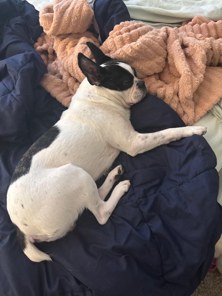 Luke, an adopted Boston Terrier in Putnam, CT image 2/3