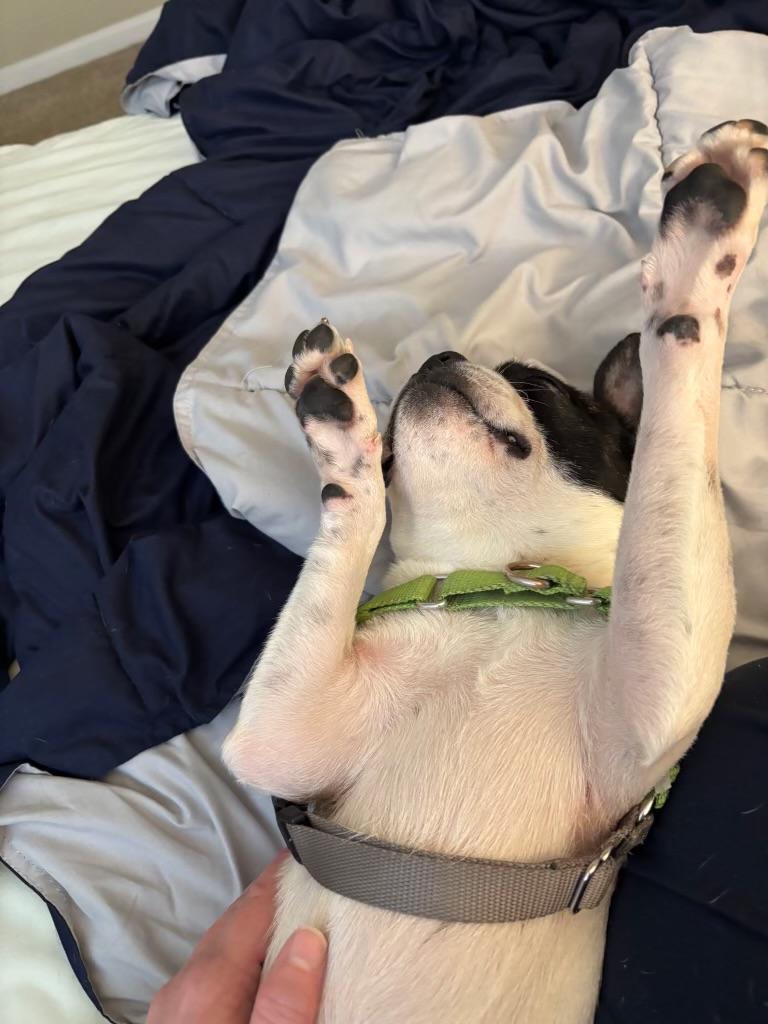 Luke, an adopted Boston Terrier in Putnam, CT image 3/3